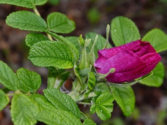Rosa, déšť, růže, Příroda, list, Flora, zahrada, květ