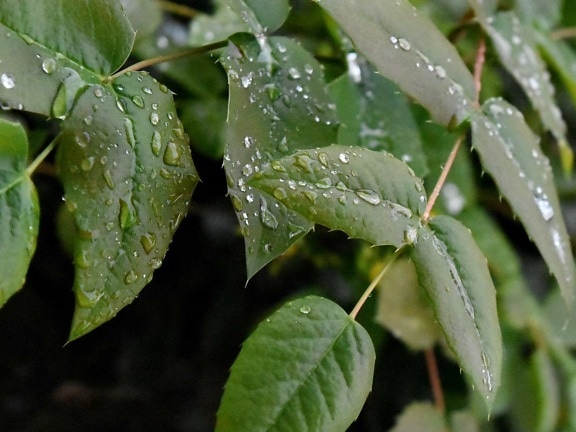 ecology, green leaf, greenish yellow, rain, nature, flora, leaf, dew
