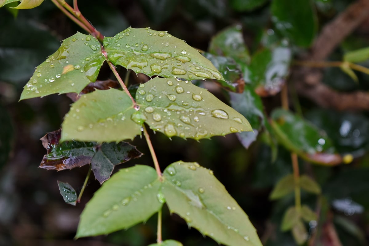 роса, влага, мокър, природата, листа, дъжд, флора, на открито