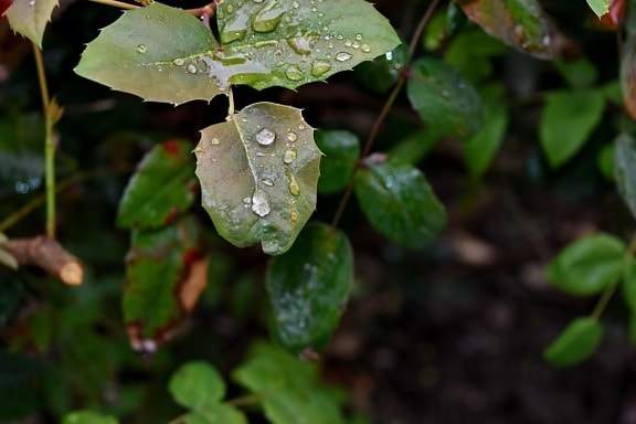 moisture, rain, nature, leaf, flora, outdoors, garden, color