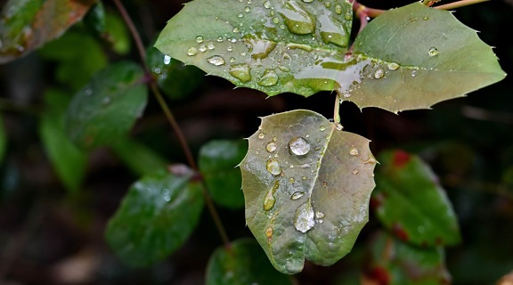 green leaves, dew, leaf, nature, flora, rain, wet, garden