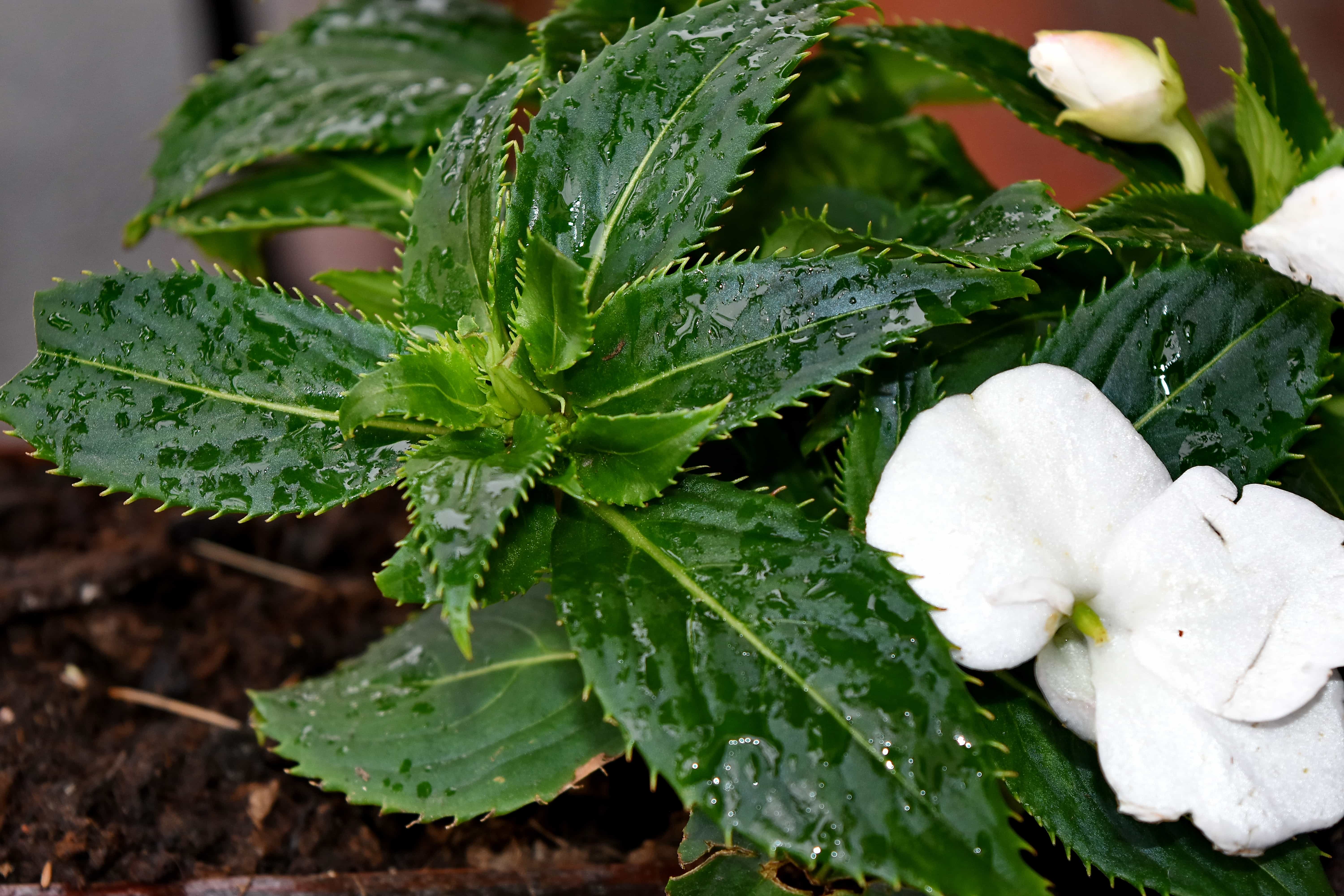 フリー写真画像 緑の葉 白い花 葉 自然 フローラ 花 ガーデン 医学