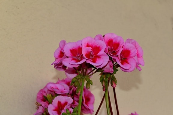bukett, Geranium, rosa, blomst, anlegget, natur, blomster, urt