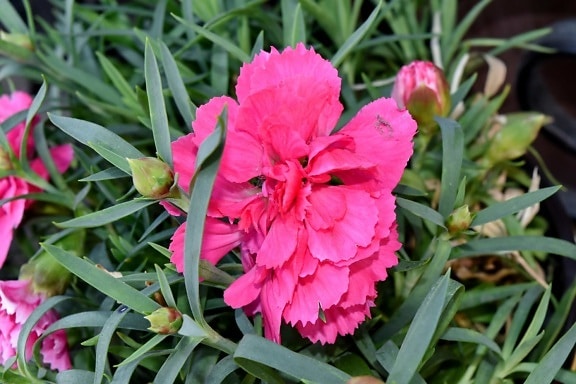 Hoa cẩm chướng, màu hồng, Hoa, thực vật, thực vật, Sân vườn, sinh vật, lá