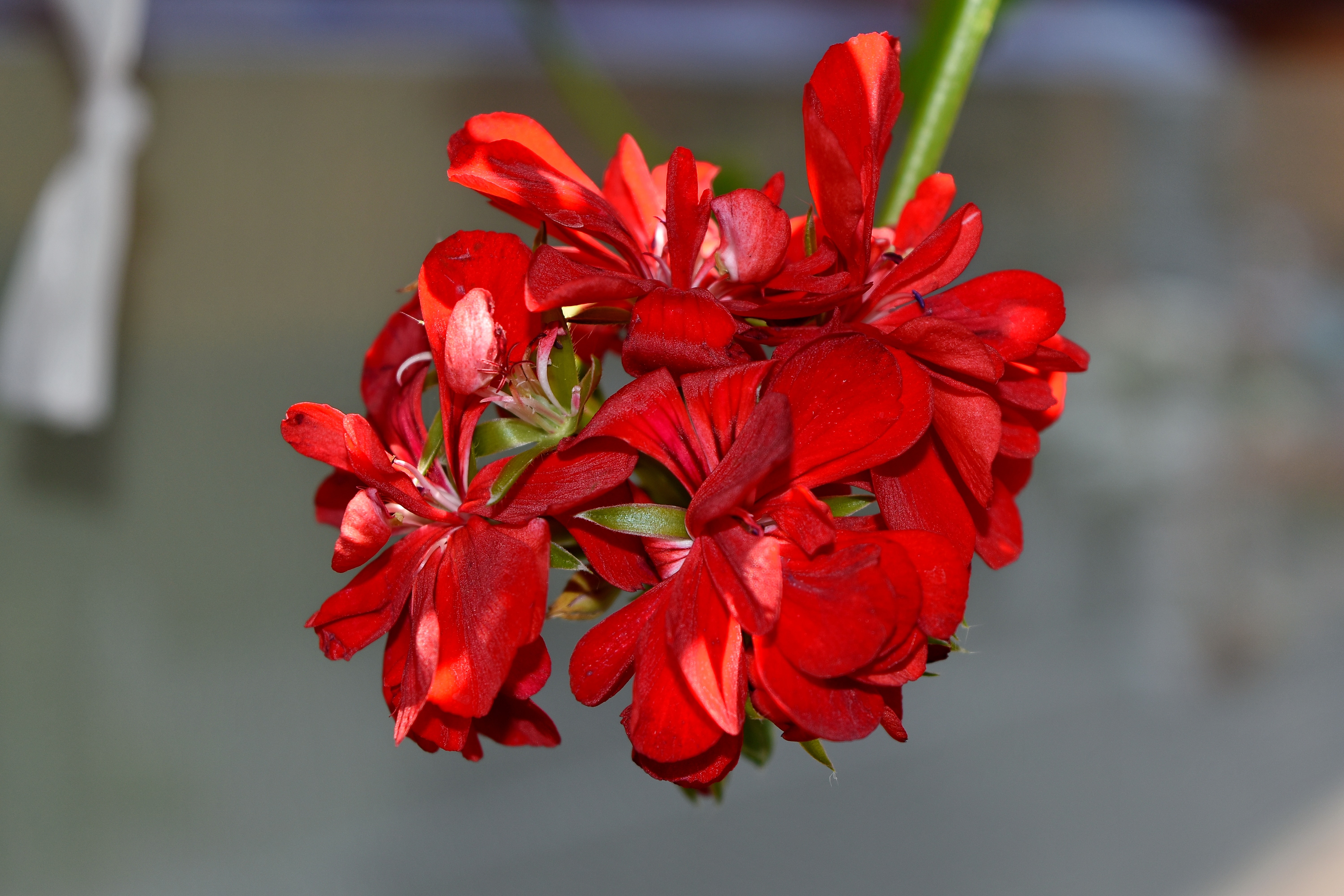 フリー写真画像 美しい花 ゼラニウム 自然 工場 ハーブ 花 フローラ ガーデン