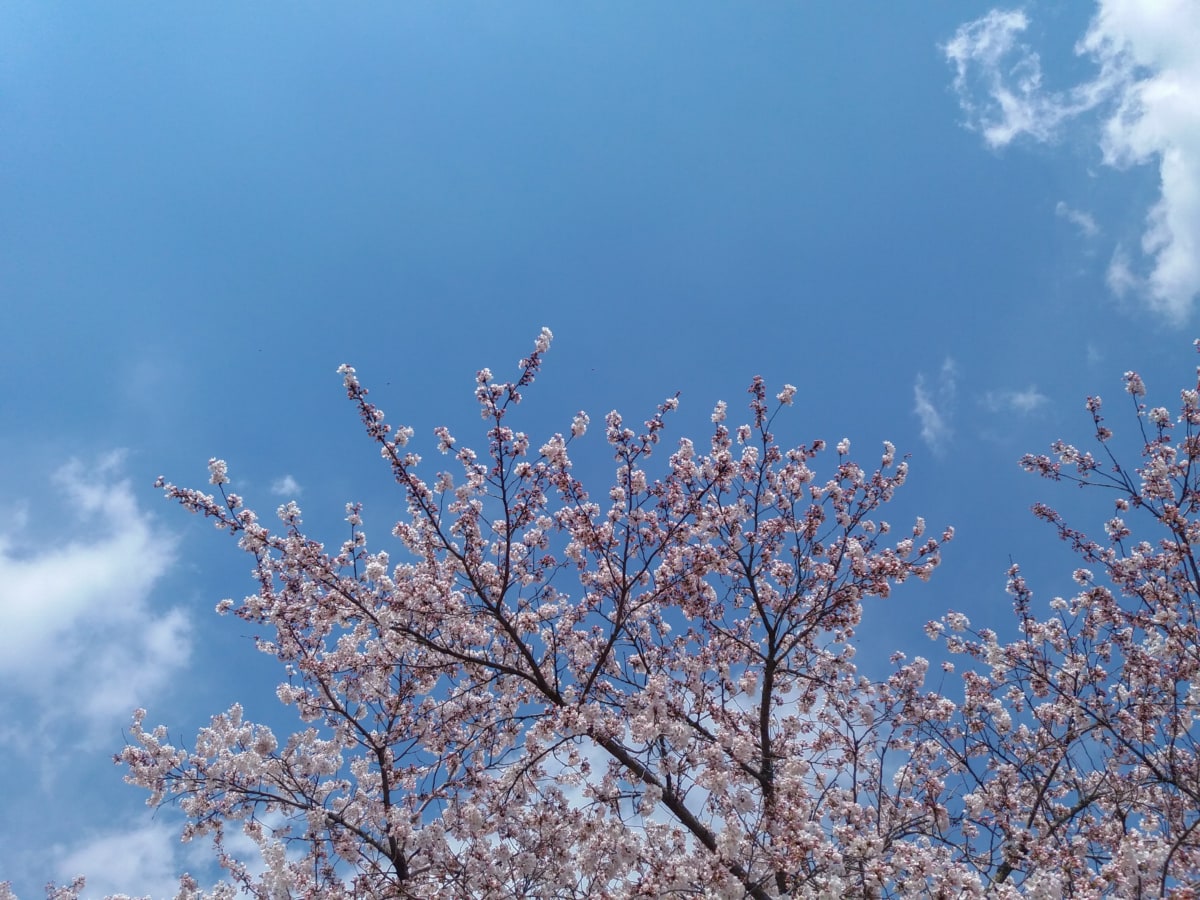 Filiala, copac, cireașă, floare, cer albastru, sezon, natura, peisaj