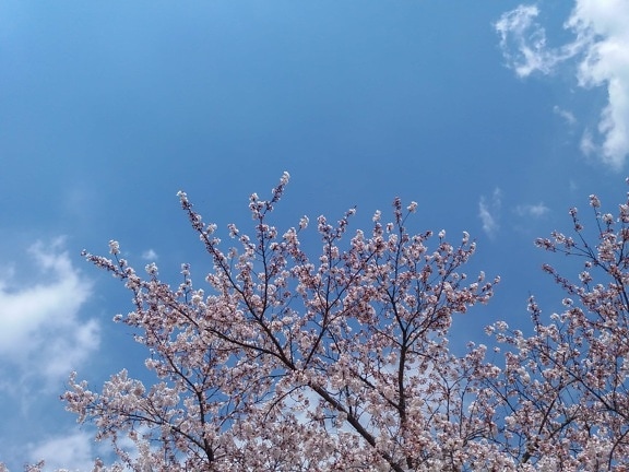 สาขา, ต้นไม้, ซากุระ, ดอกไม้, ท้องฟ้าสีฟ้า, ฤดูกาล, ธรรมชาติ, ภูมิทัศน์