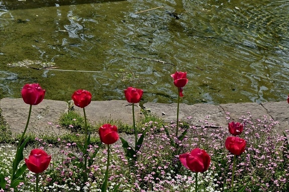 Sân vườn, hồ nước, Hoa tulip, lĩnh vực, mùa xuân, nở hoa, Hoa, mùa hè