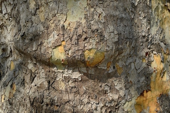 bark, konsistens, grov, gamla, mönster, smutsiga, träd, naturen
