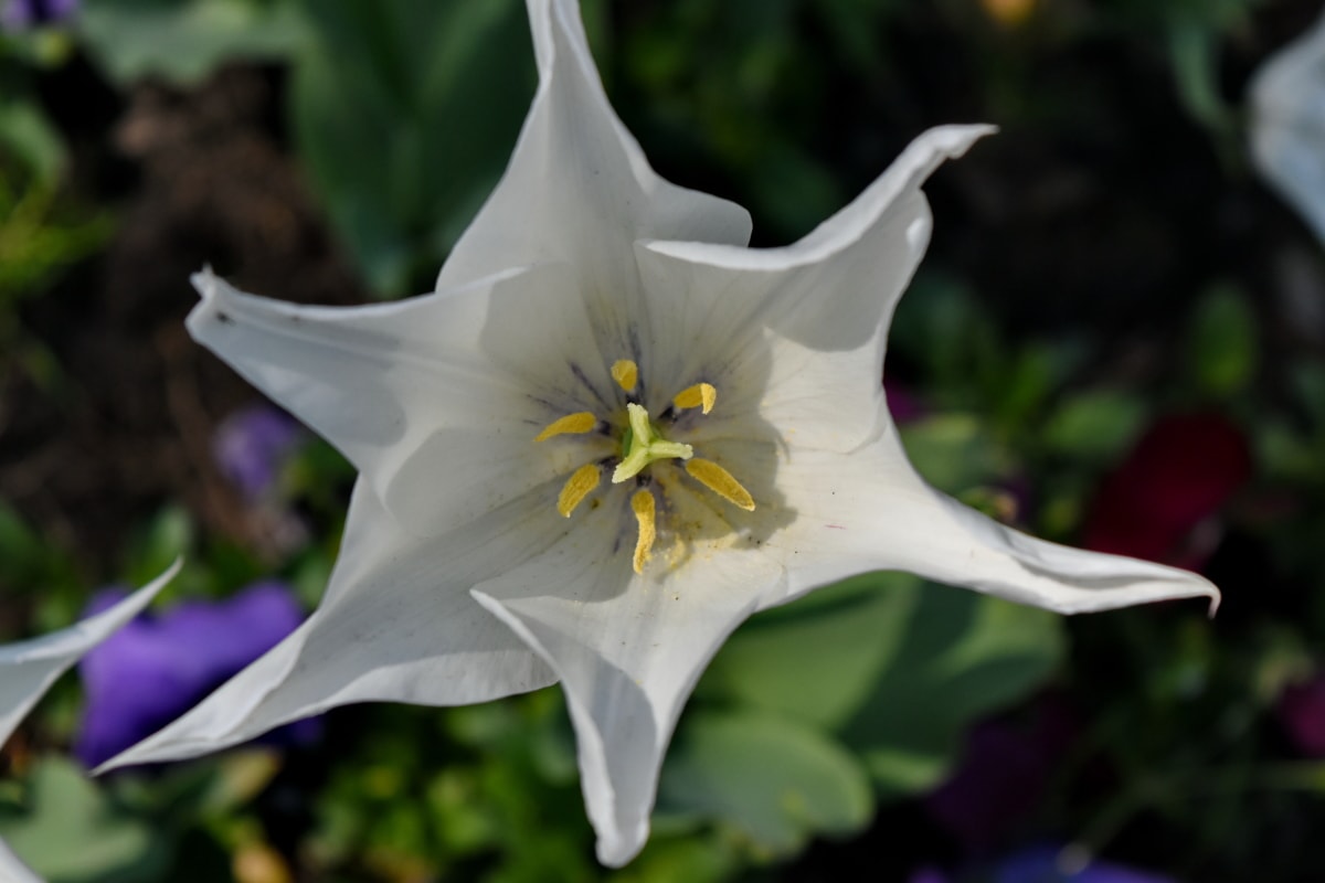 schöne Blumen, Detail, Gartenbau, Stempel, Pollen, Tulpe, weiß, Blütenblatt