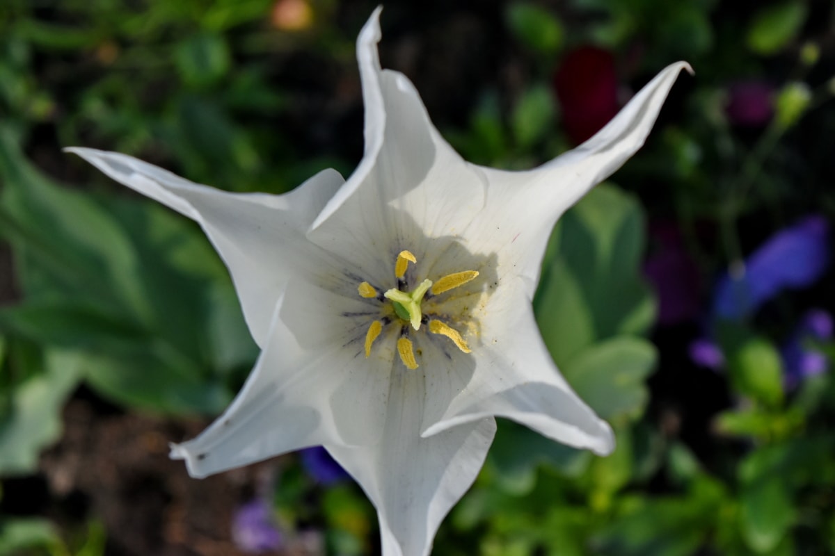 giardino di fiore, petali di, pistillo, polline, tulipano, bianco, fiore, Giardino