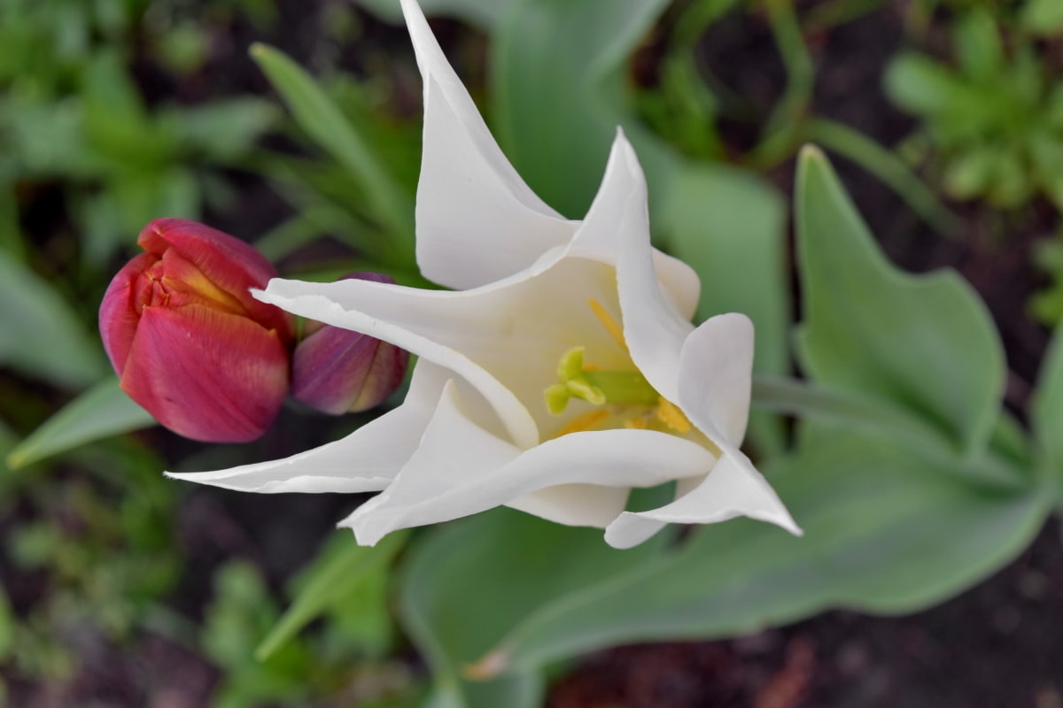 piękne kwiaty, różowy, tulipany, biały, liść, ogród, Płatek, flora
