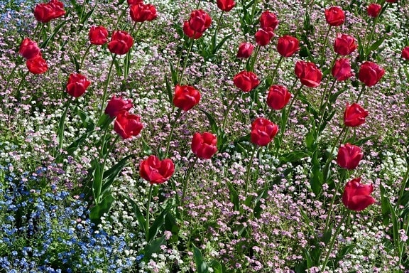 Taman, Tulip, bidang, alam, ramuan, tanaman, bunga, Poppy