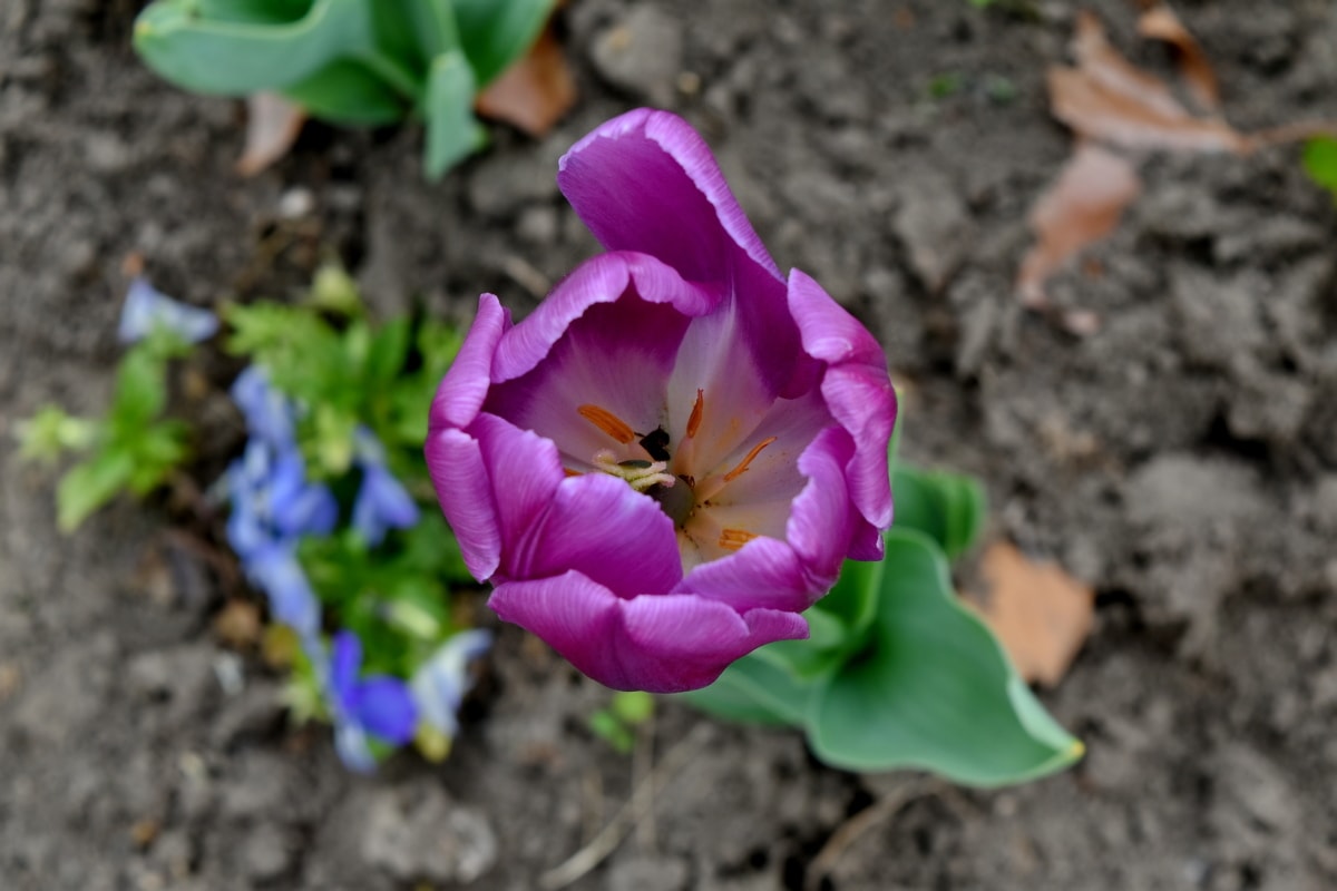 púčik, kvetinová záhrada, fialová, tulipán, bylina, príroda, kvety, lupienok