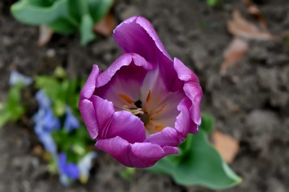 lindas flores, detalhes, roxo, Tulipa, natureza, planta, pétala, flor