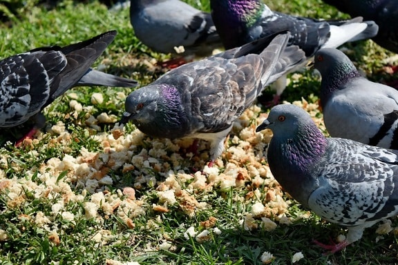 pigeon, feather, beak, bird, wildlife, dove, animal, nature