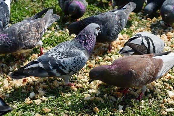 새, 부리, 깃털, 야생 동물, 비둘기, 비둘기, 자연, 정원