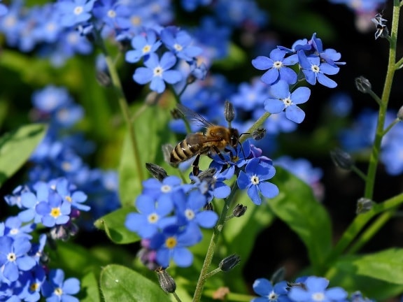蜜蜂, 花粉, 中药, 花, 性质, 花, 花园, 叶