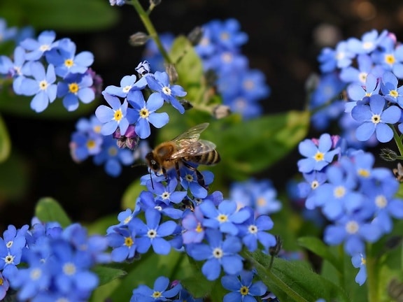 abelha, polinização, organismo, Primavera, erva, jardim, flores, flor