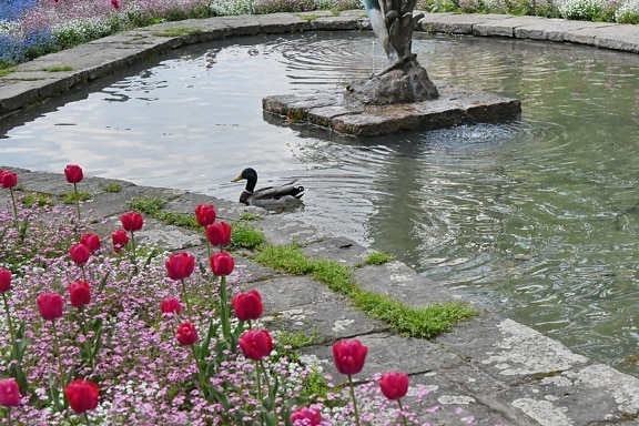 anatra, Fontana, Giardino, Tulipani, acqua, fiore, natura, estate