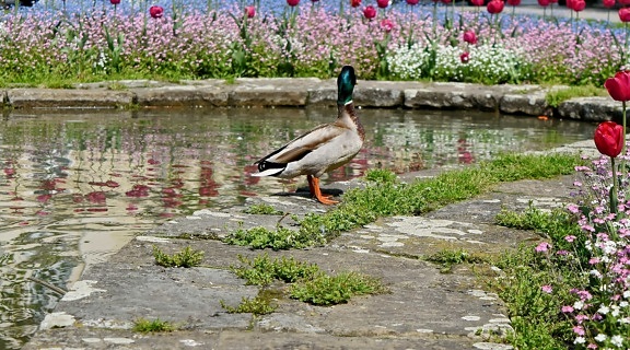 garden, tulips, bird, lake, nature, waterfowl, duck, water