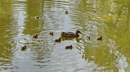 duckling, ducks, bird, water, lake, pool, river, nature