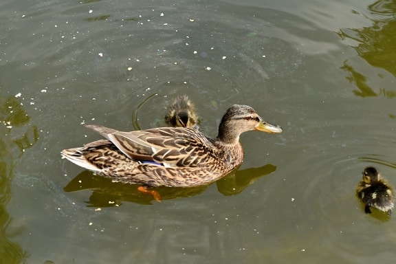 wildlife, duck, aquatic bird, lake, bird, water, duck bird, waterfowl