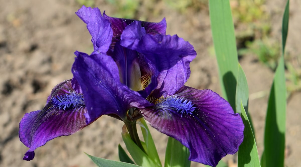 trädgårdsodling, Iris, blomma, naturen, Anläggningen, flora, trädgård, sommar