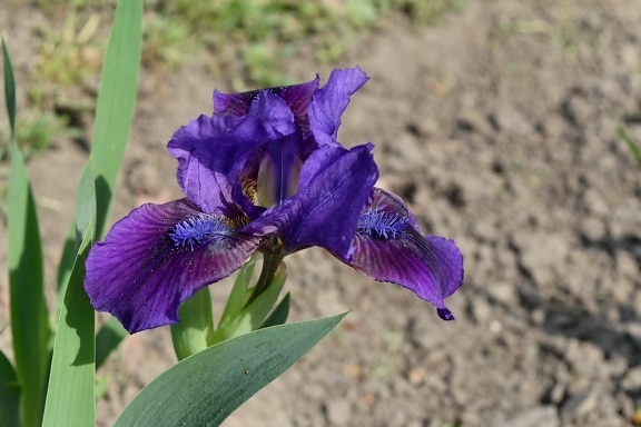 havebrug, blomst, Iris, lilla, natur, plante, blomsterflor, flora