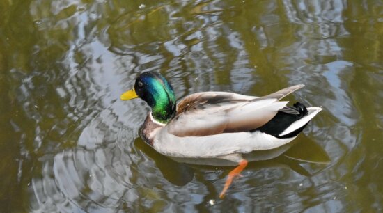 wildlife, duck, lake, waterfowl, duck bird, pond, bird, water