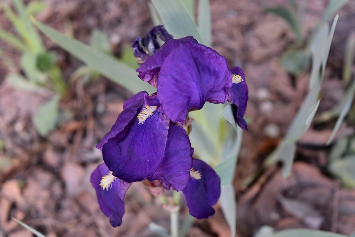 Natur, Iris, Blume, Anlage, Flora, im freien, blühen, Blatt