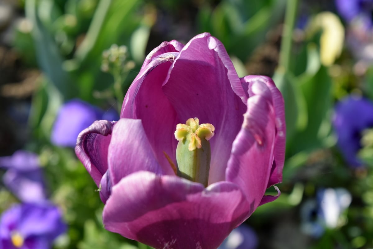 blomst, tulipan, vår, hage, anlegget, natur, rosa, kronblad