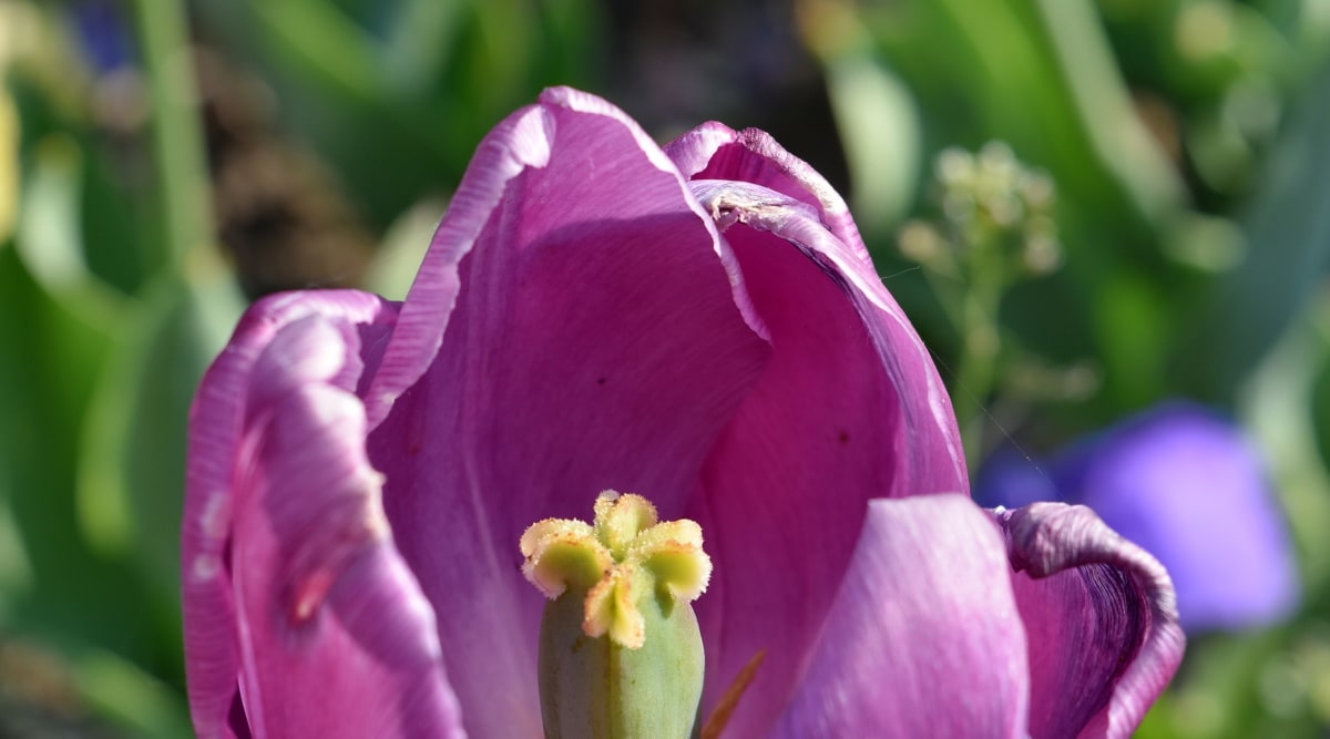 detaliu, pistil, polen, violet, Tulip, petale, natura, plante