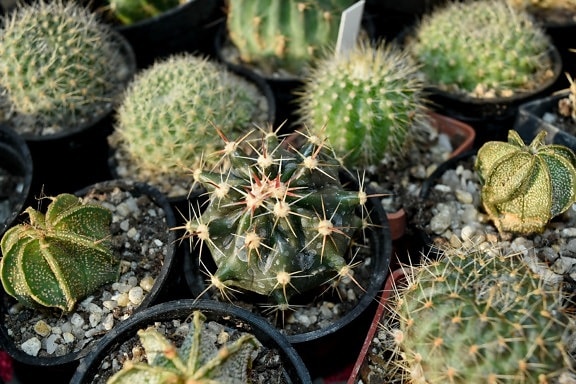 spike, cactus, desert, nature, flora, spine, succulent, sharp