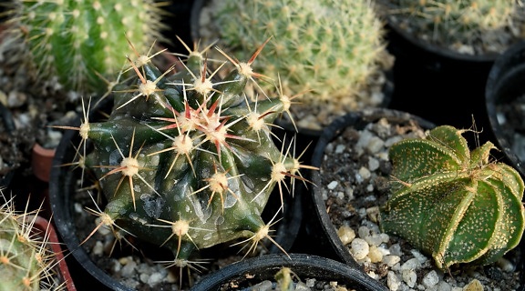 cactus, spike, nature, sharp, flora, back, garden, dry