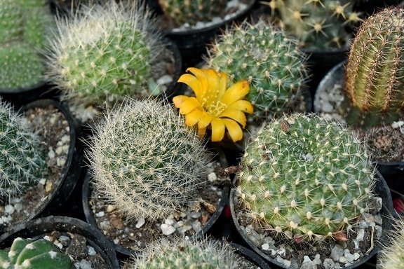 cactus, flower bud, pistil, yellow, flora, nature, desert, spike
