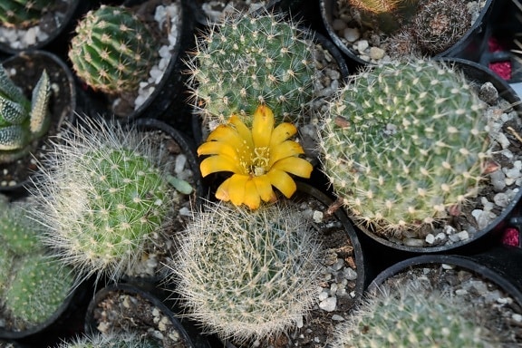flowerpot, flora, desert, spike, nature, cactus, sharp, exotic