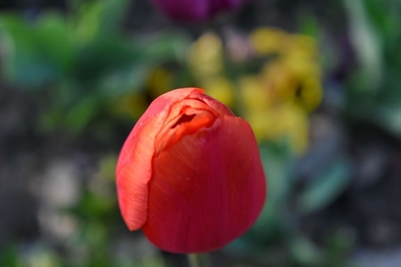 Szczegóły, płatki, czerwony, roślina, ogród, Natura, tulipany, kwiat