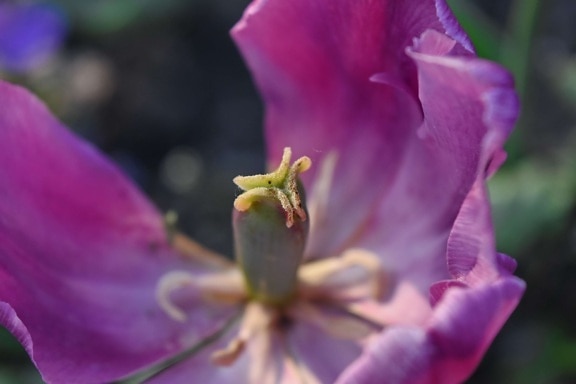 pistil, purple, tulip, petal, blossom, flower, plant, bud