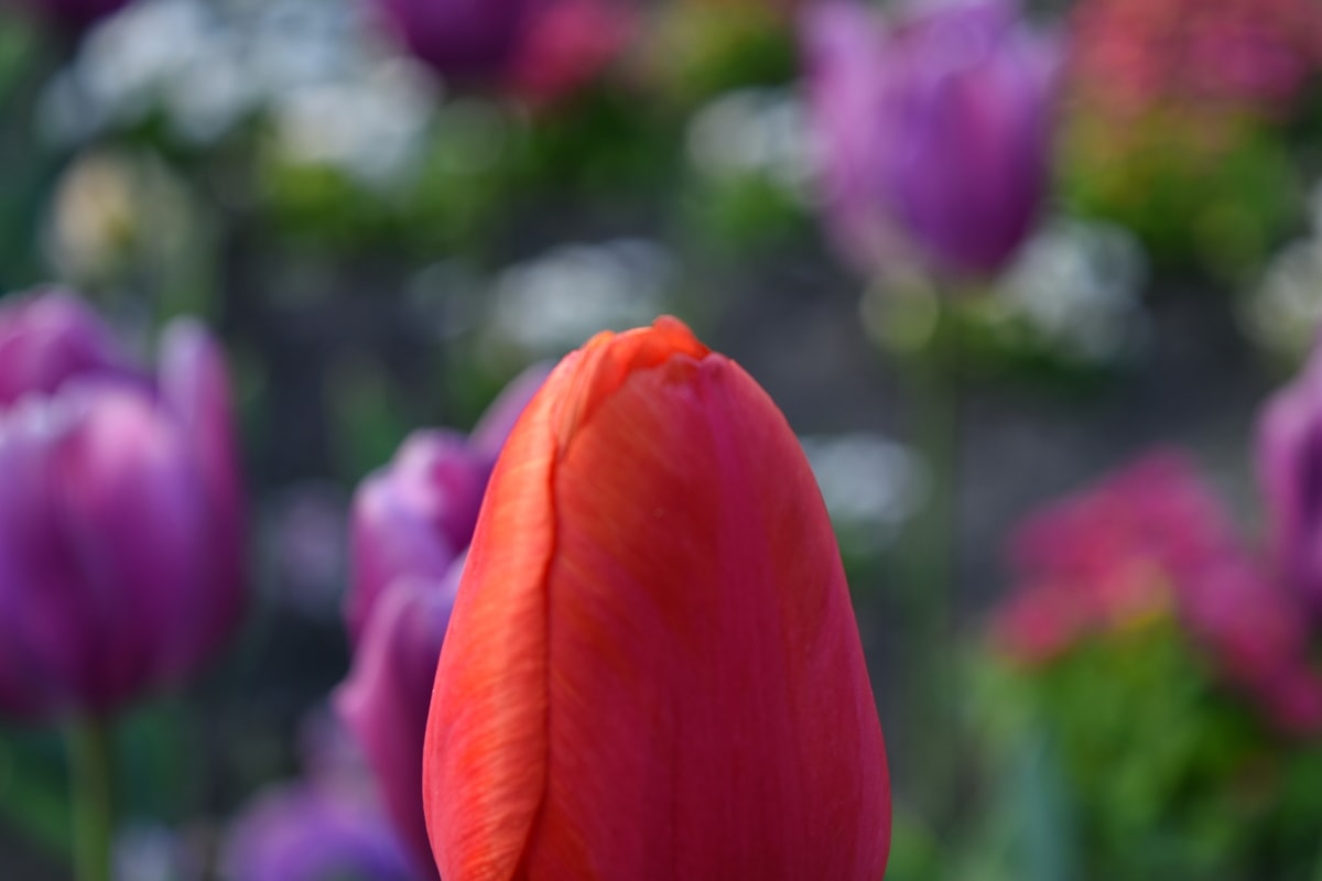giardino di fiore, Spring, pianta, Tulipani, tulipano, Giardino, fiori, natura