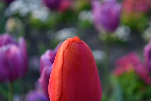 blomsterhage, vår, anlegget, tulipaner, tulipan, hage, blomster, natur