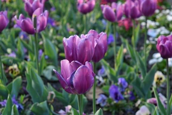 jardín de flores, flores, Tulip, planta, verano, flora, flor, tulipanes