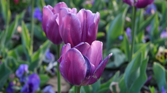 flor, folha, planta, Verão, tulipas, natureza, Tulipa, flora