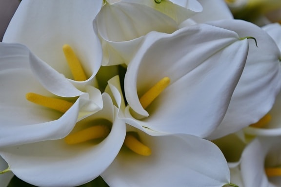 Botanica, horticultură, flori albe, crin, natura, floare, alb, frumos