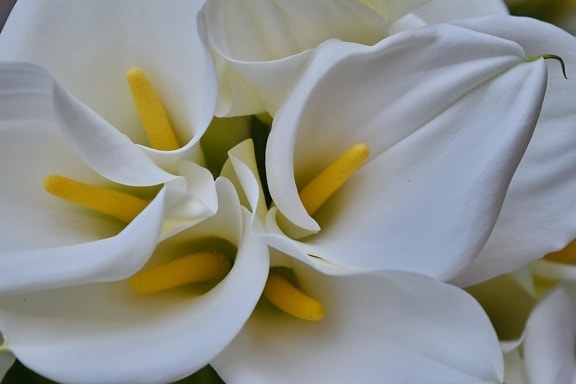 Cantik, detail, bunga bakung, putih, bunga, kelopak, alam, flora