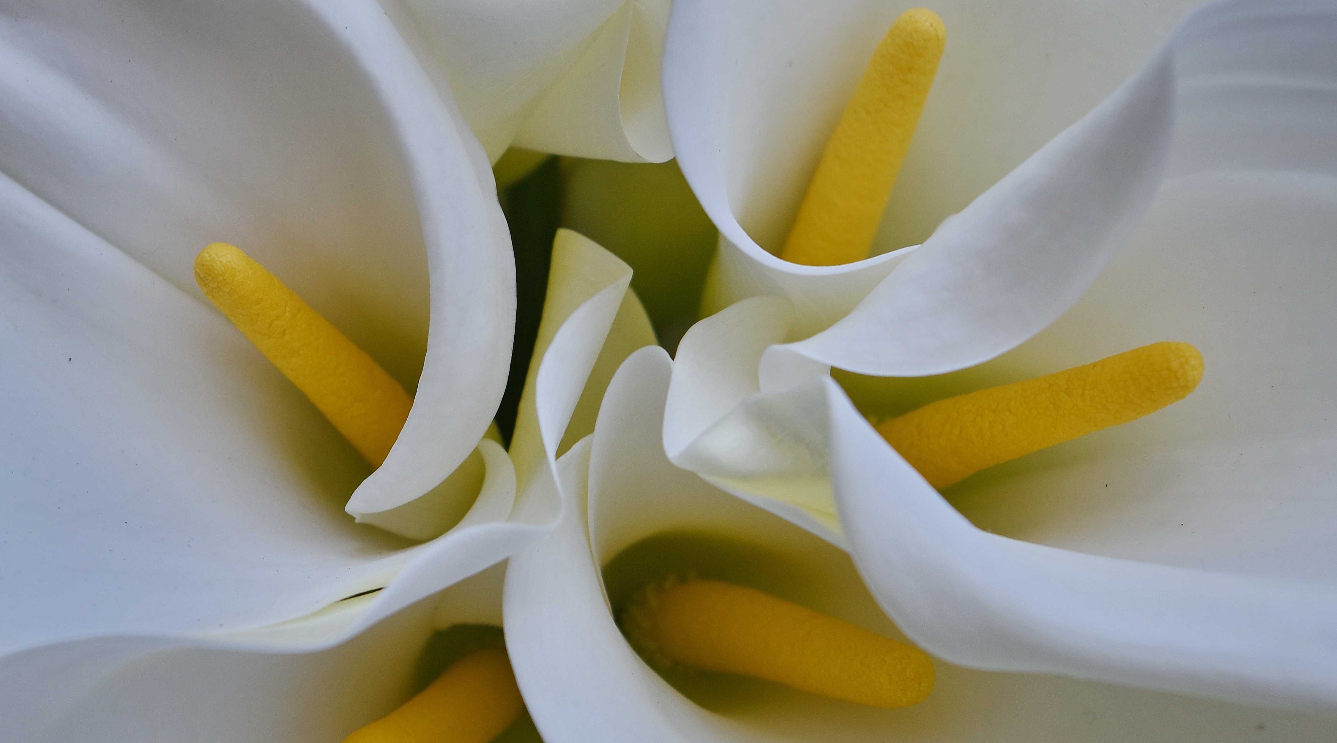 Image libre: Tropical, fleur blanche, blanc, nature, fleur, belle,  brillant, Couleur