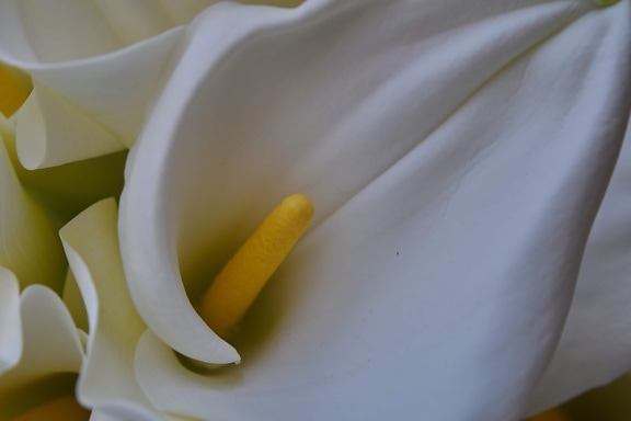 petal, white, white flower, flower, nature, color, elegant, flora