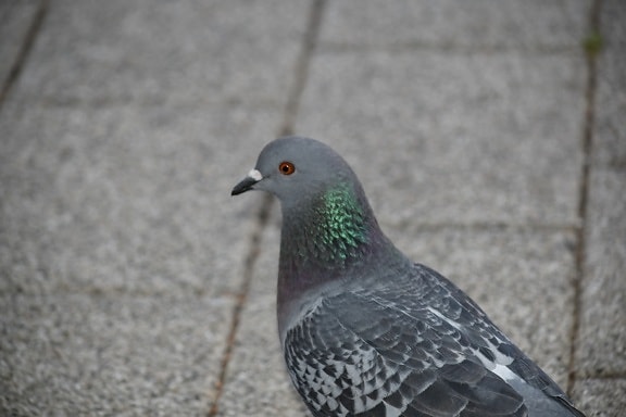 pigeon, dove, nature, beak, feather, animal, bird, wildlife, outdoors, wild