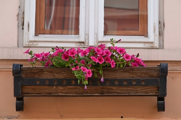 vaso de flor, madeira, peitoril, de madeira, casa, decoração, flor, janela, arquitetura, velho