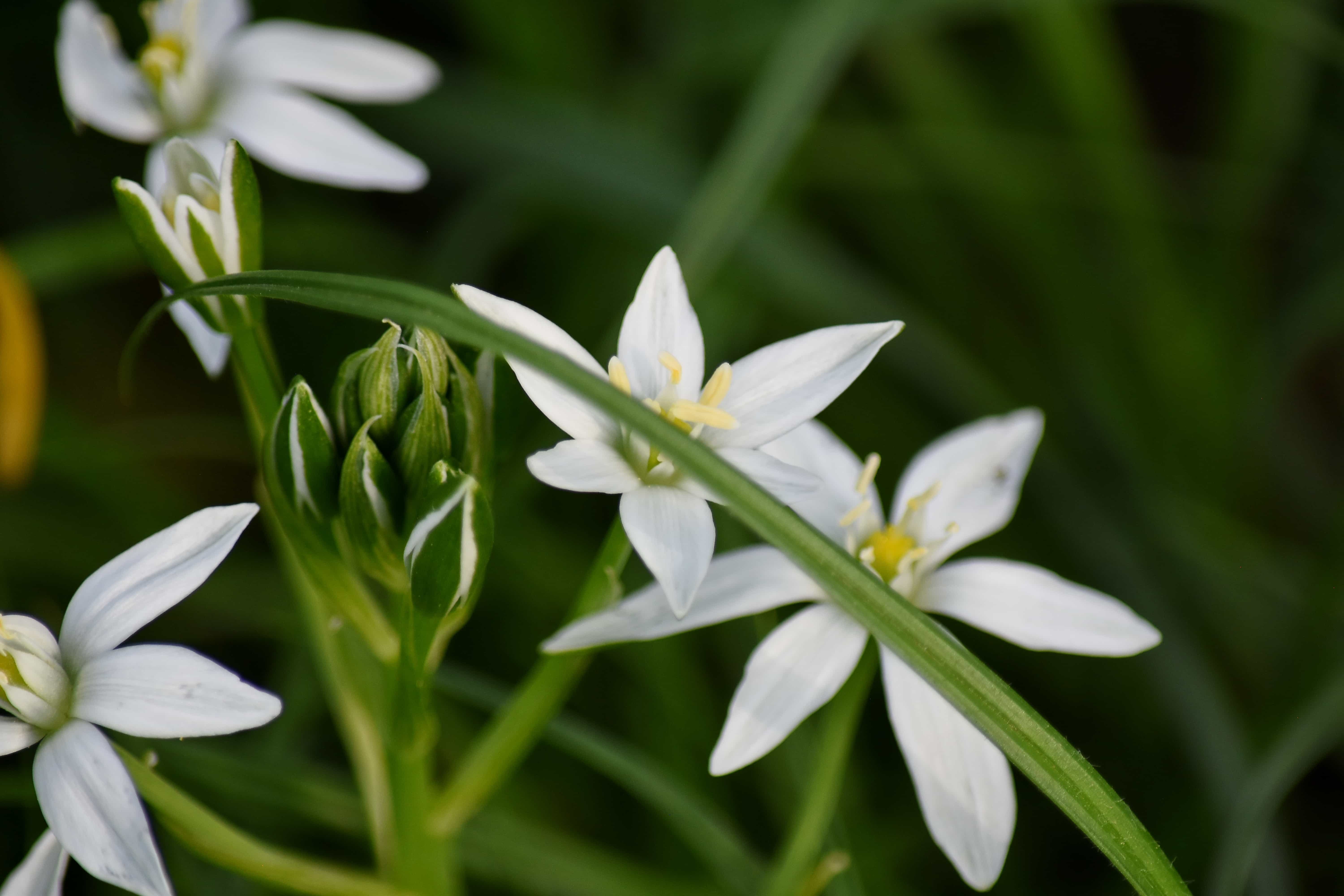 フリー写真画像 草 草原 春の時間 白い花 野生動物 自然 ハーブ フローラ 春 花
